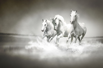 Obraz premium Stado białych koni biegnących przez wodę