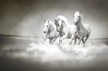 Fototapete Pferde Herde weißer Pferde, die durch Wasser laufen