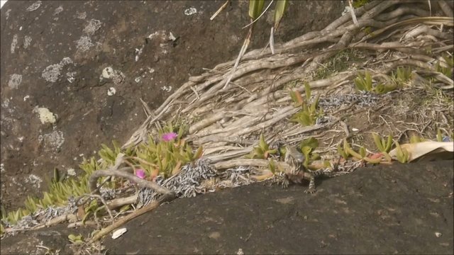 Wasseragame an der Ostk&uuml;ste Australiens
