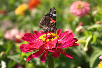 Butterfly on a flower