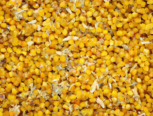 The close up of horseshoe crab eggs  and ready for make the food