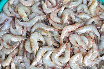 Shrimps  The fish market  