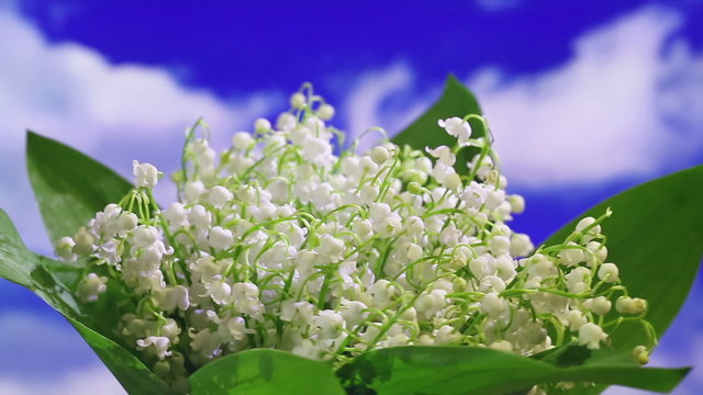 Lily of the valley bouquet rotating on sky background