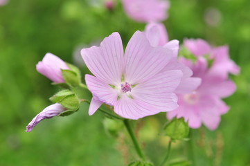 Fototapeta premium ムスクマロウ