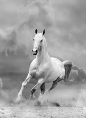 white horse in sunset - 44041957
