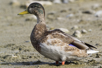 Stockente (Anas platyrhynchos) watet durch den Uferschlamm
