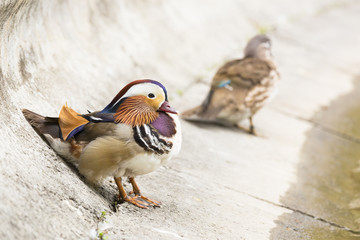 Two Mandarin ducks.