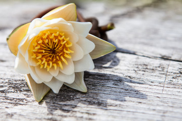 Waterlily on the wood background
