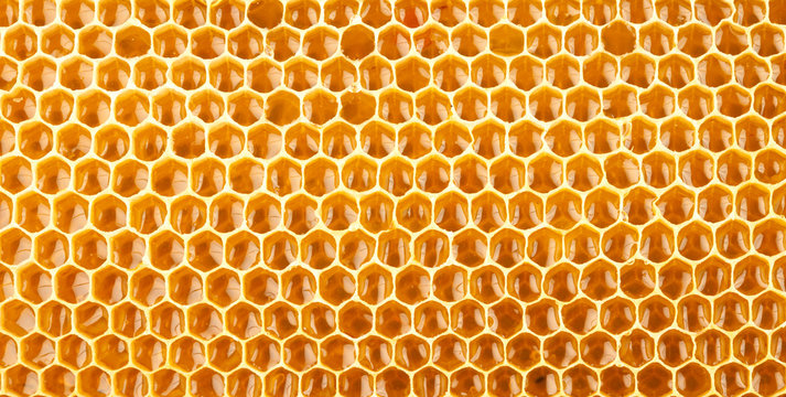 honeycomb full of honey closeup