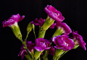 Carnation flower