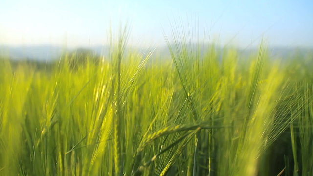 barley