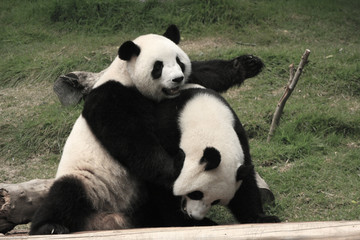Giant panda bears playing together , China