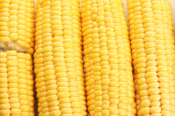 fresh corn, close up