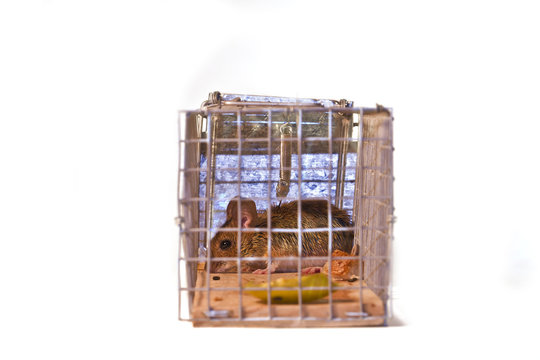 Souris dans pi&eacute;ge