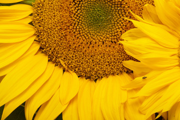 Middle of Sunflower Close-Up