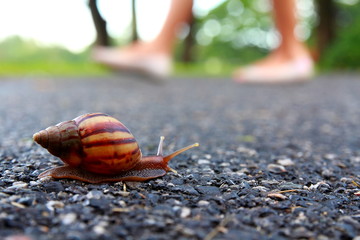 Moving snail
