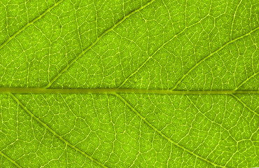 leaf  background