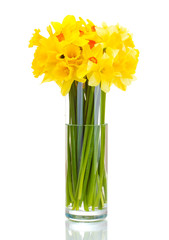 beautiful yellow daffodils in transparent vase isolated on
