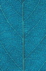 leaf  background