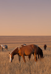 Horses grazing in evening pasture