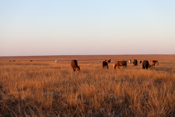 Herd of horses grazing in pasture