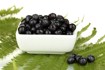 ripe blueberries in white bowl on fern close-up