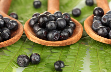 Tasty blueberries in wooden spoons on fern close-up