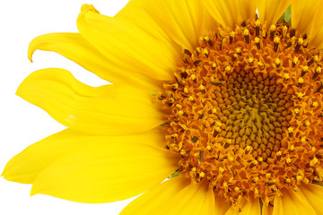 beautiful sunflower, isolated on white