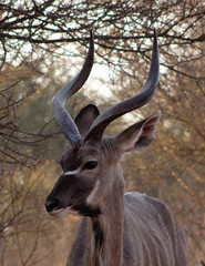 Kudu Under Bushveld Thorn Tree