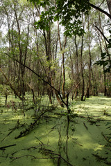 Swamp in the green forest