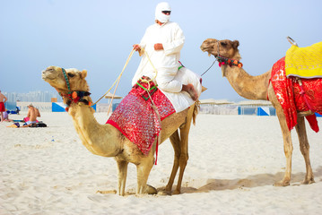 Camel in Dubai