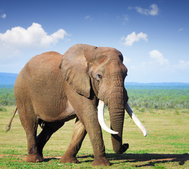 Elephant with large tusks - 44048170
