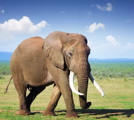 Gartenposter Elefant mit großen Stoßzähnen © JohanSwanepoel