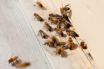 Bees.