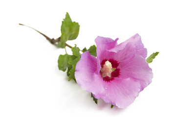 Hibiskus- Eibisch © fotograf-halle.com