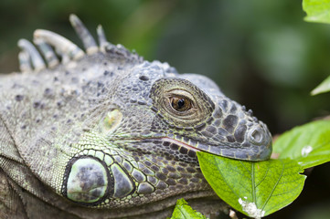 Iguana iguana