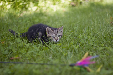 playing cat in grass