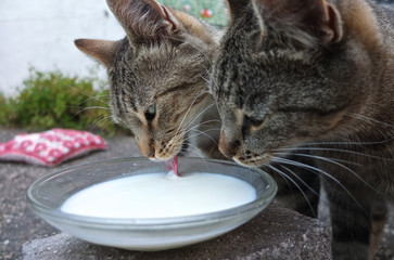 Katzen lecken Milch