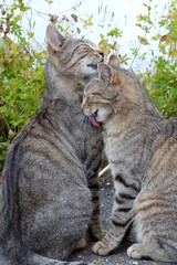 Katzen lecken sich gegenseitig