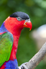 Lorius Lory