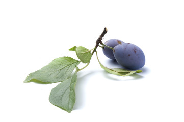Branch of plum