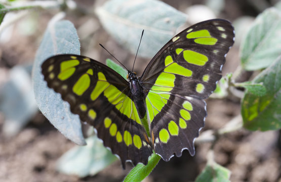 Siproeta Stelenes Biplagiata