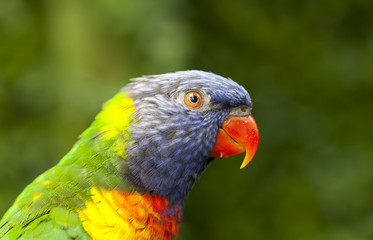 Trichoglossus haematodus