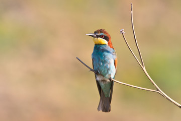 european bee eater (Merops Apiaster)