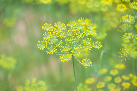 flowers of dill