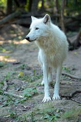 Fototapeta premium Portrait of Wolf