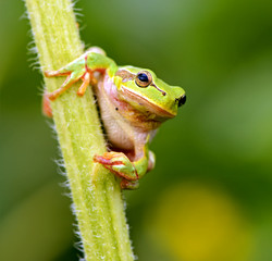 Portrait of Frog