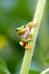 Portrait of Frog