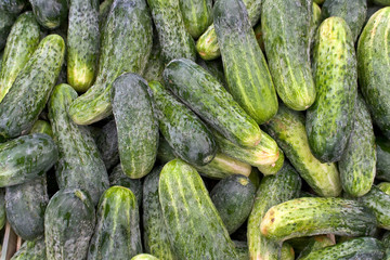 Cucumbers as background