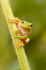 Portrait of Frog